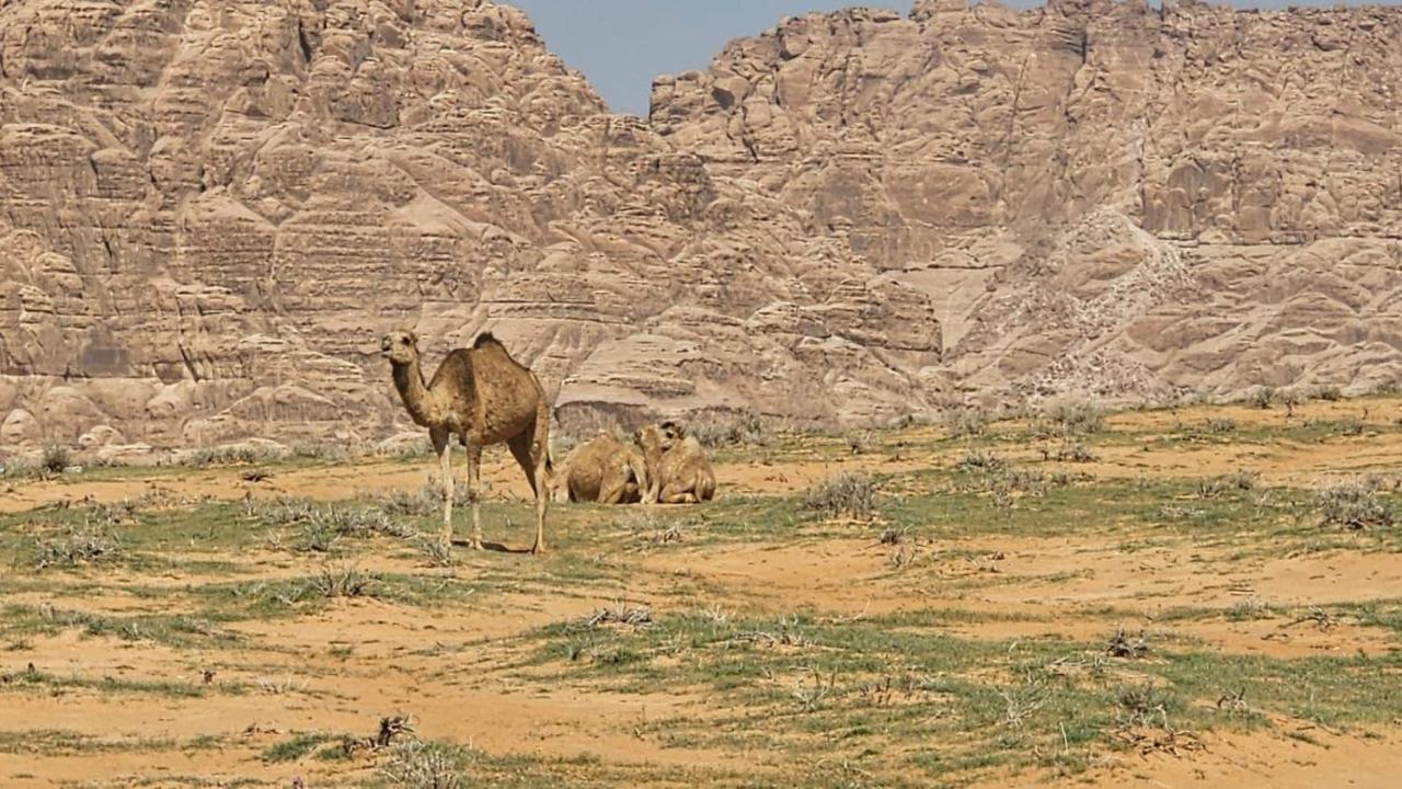 Tamim Luxury Wadi Rum Camp エクステリア 写真